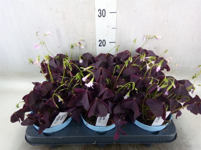 <h4>Oxalis trian.</h4>