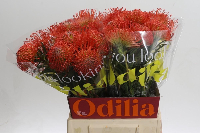 <h4>Nutans Succession</h4>