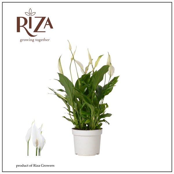 <h4>Spathiphyllum Bellini - 13 cm</h4>