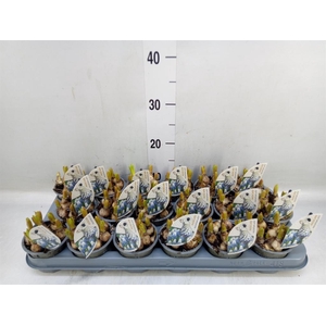 Muscari  'Mountain Lady'