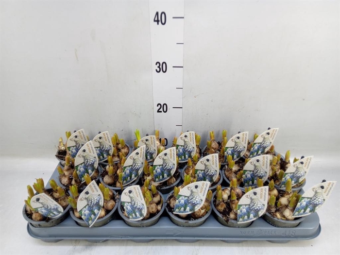 <h4>Muscari  'Mountain Lady'</h4>