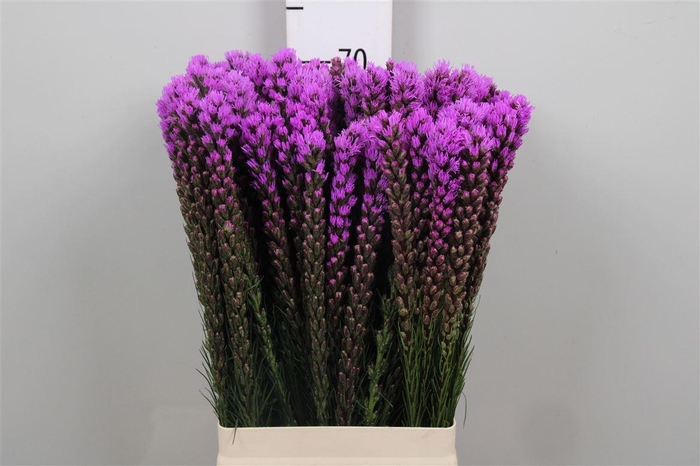 <h4>Liatris Callilepis</h4>