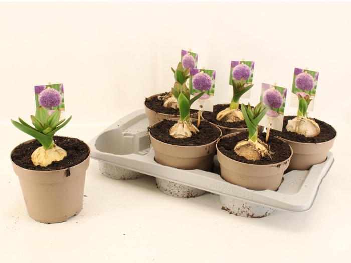 <h4>ALLI GLOBEMASTER</h4>