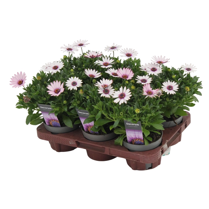 <h4>Osteospermum Quinty Decorum</h4>