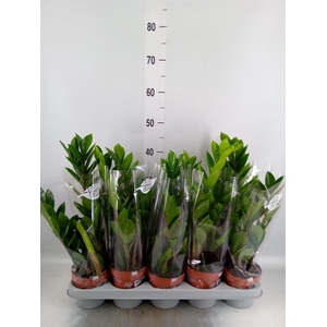 Zamioculcas zamiifolia