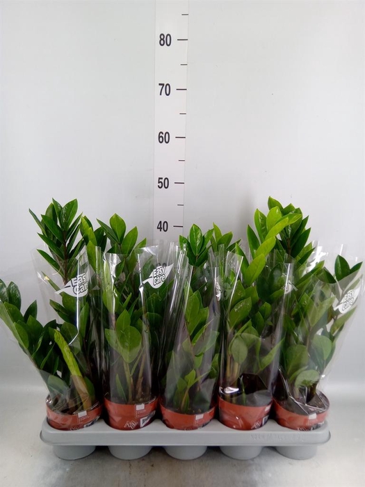 <h4>Zamioculcas zamiifolia</h4>