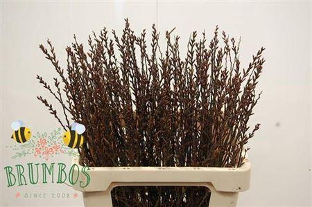 <h4>Myrica Gagel</h4>