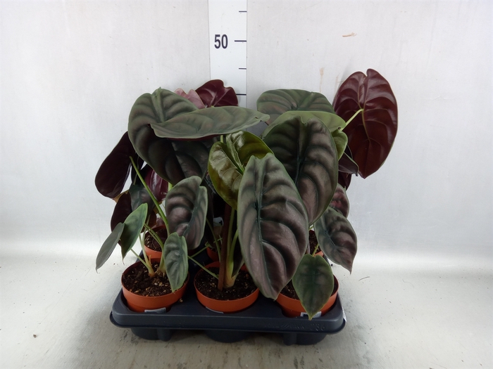 <h4>Alocasia cuprea 'Red Secret'</h4>