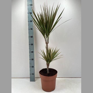 Dracaena marg. 'Bicolor'