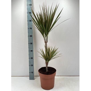 Dracaena marg. 'Bicolor'