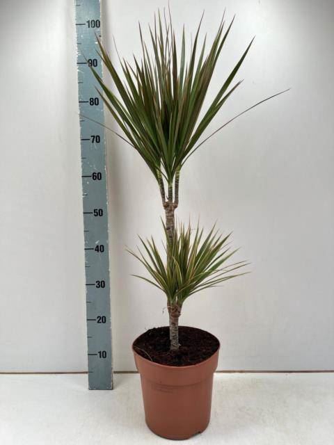 <h4>Dracaena marg. 'Bicolor'</h4>