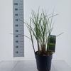 Miscanthus sinensis Gracillimus