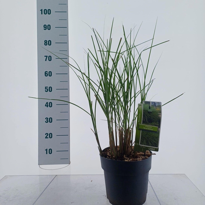 <h4>Miscanthus sinensis Gracillimus</h4>