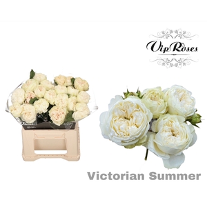 R GR VICTORIAN SUMMER