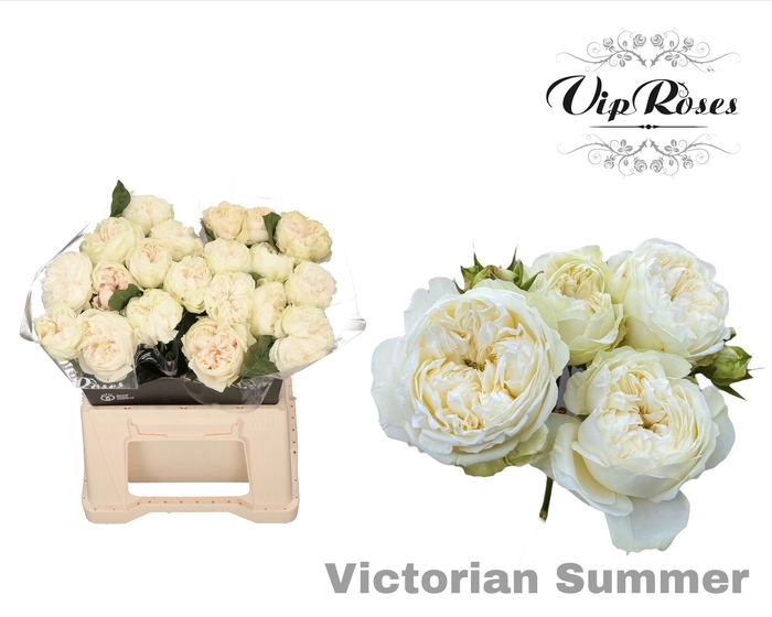 <h4>R GR VICTORIAN SUMMER</h4>