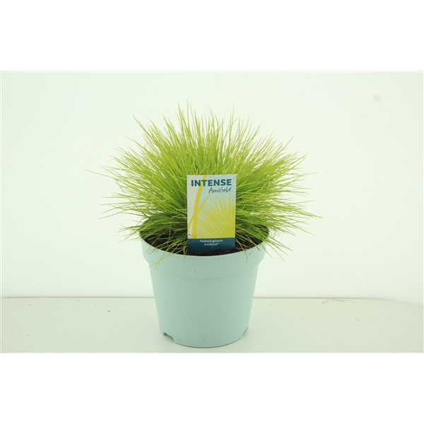 <h4>Festuca glauca AmiGold®</h4>