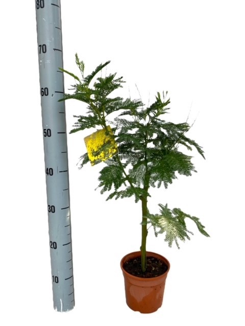 <h4>Acacia Mimosa Daelbata Stam</h4>