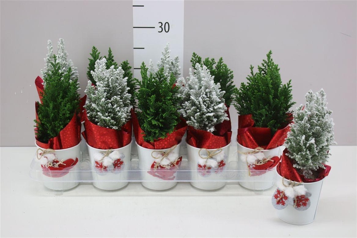 <h4>Chamaecyparis La Ellwoodii Snow Green Zink Met Dec</h4>