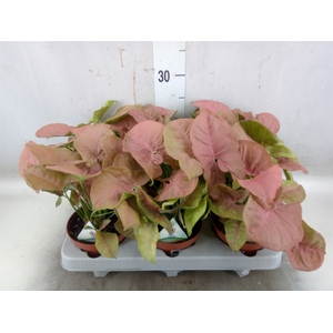 Syngonium   ...