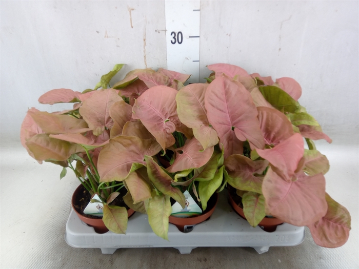 <h4>Syngonium   ...</h4>