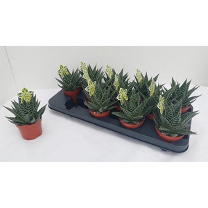 ALOE TIKI TAHI