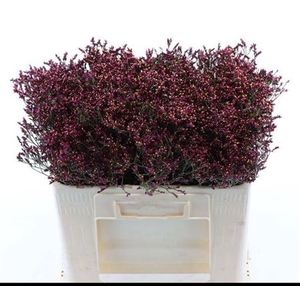 Lim Sin Scar Diamond