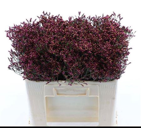 Lim Sin Scar Diamond