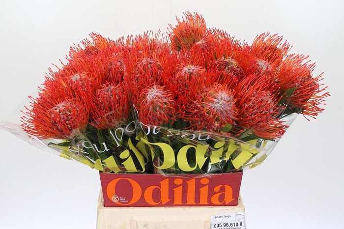 <h4>Nutans Tango</h4>