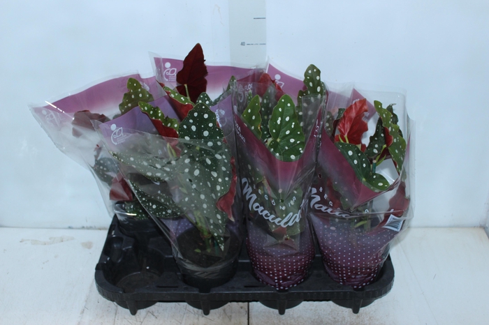 <h4>BEGONIA MACULATA P13 PO</h4>