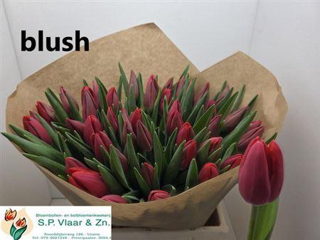 <h4>Tu En Blush</h4>