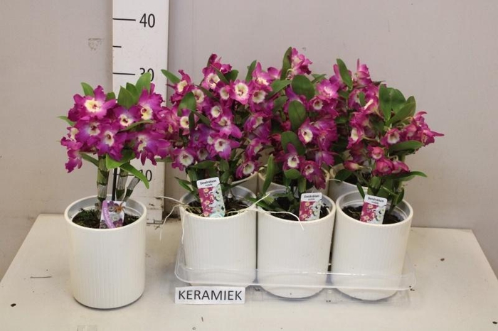 <h4>DEND NOBILE</h4>