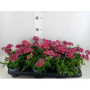 Nemesia  'Angelart Raspberry´'