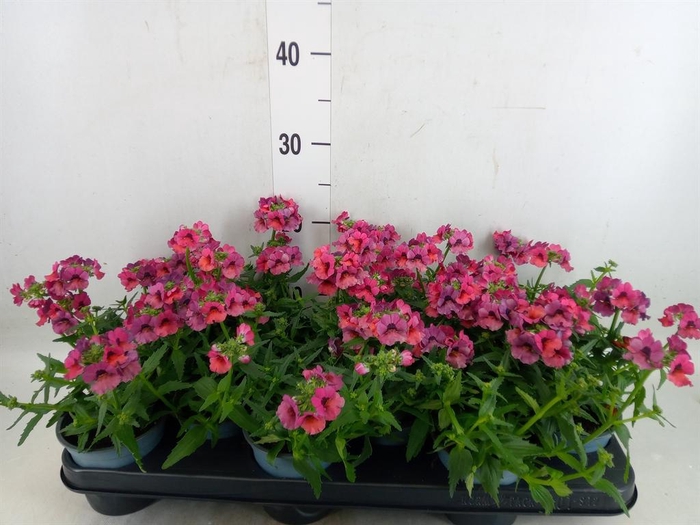 <h4>Nemesia  'Angelart Raspberry´'</h4>