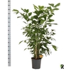 Caryota Mitis