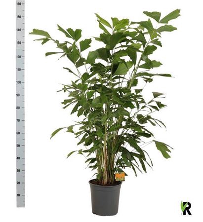 Caryota Mitis