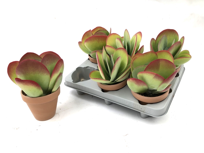 KALANCHOE THYRSIFL