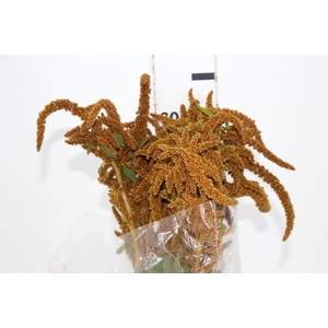 AMARANTHUS DOURADO 070 CM