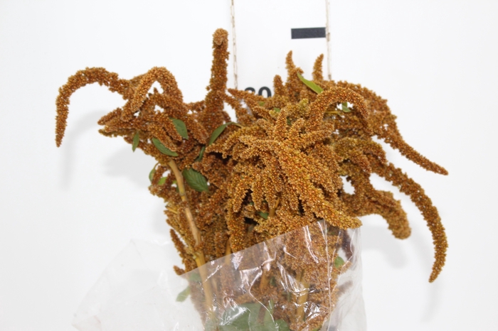 AMARANTHUS DOURADO 070 CM