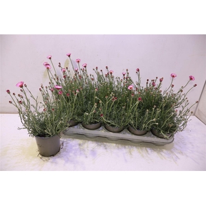 Rhodan H Africa Rose