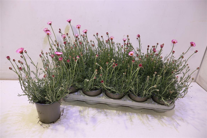 <h4>Rhodan H Africa Rose</h4>