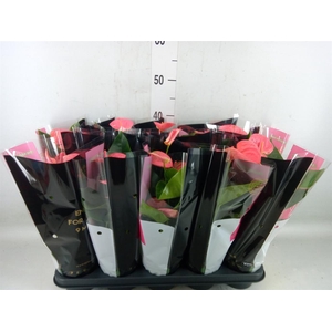 Anthurium andr. 'Sweet Dream'