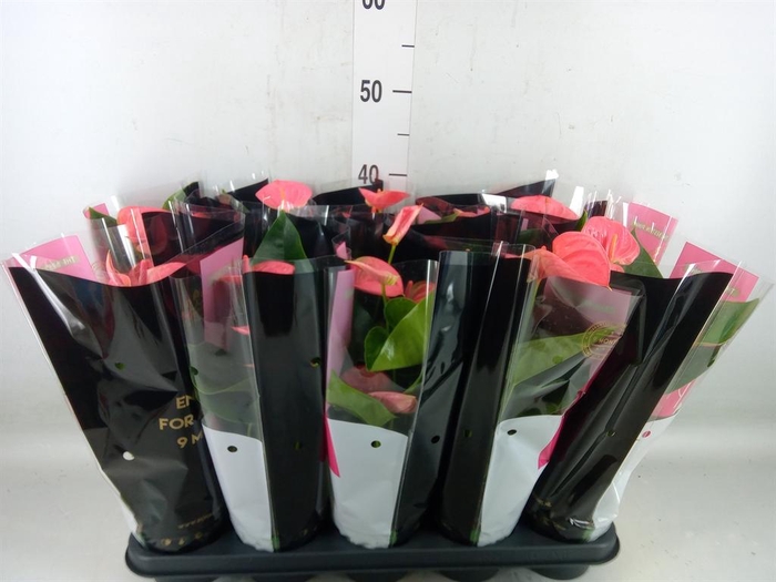 <h4>Anthurium andr. 'Sweet Dream'</h4>
