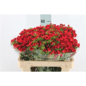 Di Barb Red Baron X50