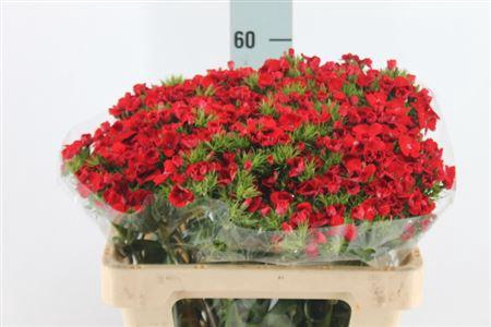 Di Barb Red Baron X50