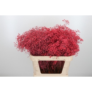 Gyps Kl Bh Licht Rood