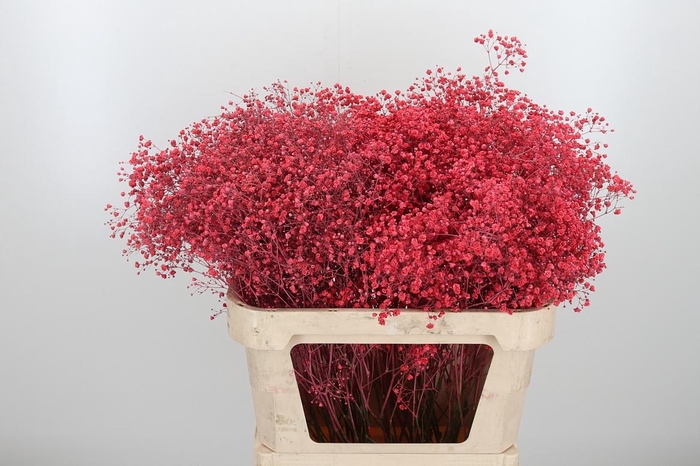 <h4>Gyps Kl Bh Licht Rood</h4>