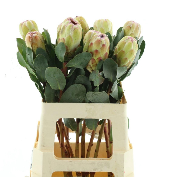 <h4>PROTEA GRANDICOLOR</h4>