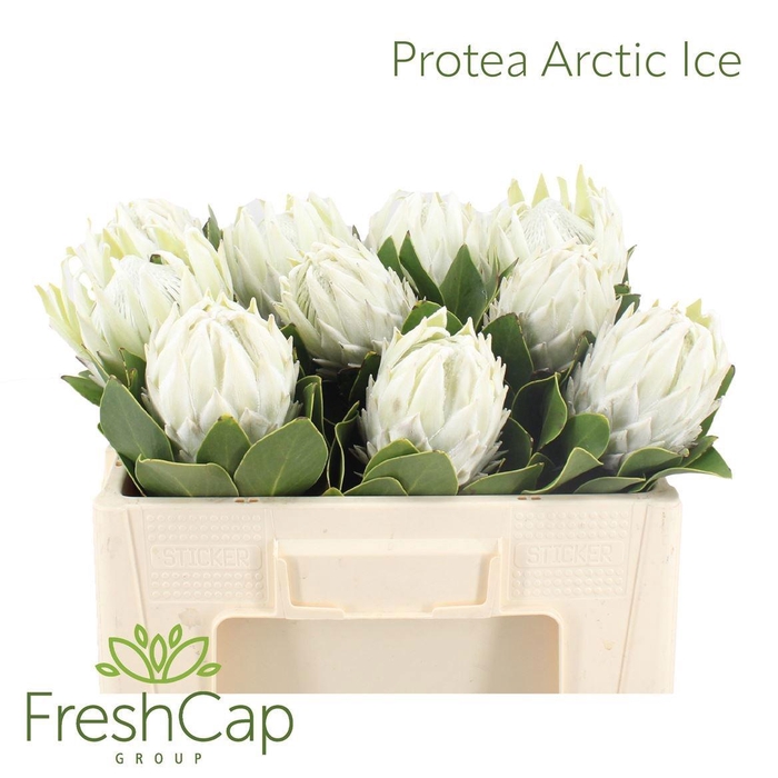 <h4>PROTEA CY AYOBA A IC</h4>