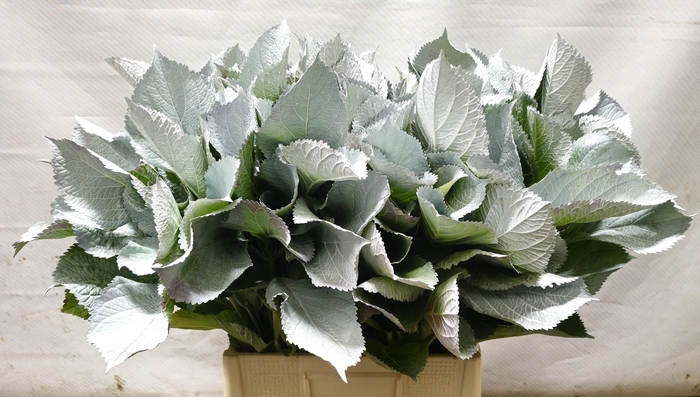 <h4>DECOGROEN OV KLB H%</h4>