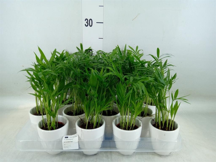<h4>Chamaedorea elegans</h4>